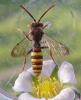 Nomada ruficornis